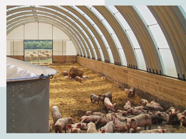 Строительство свинарников в Кисловодске